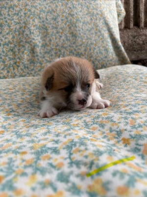 Les chiots de Welsh Corgi Pembroke