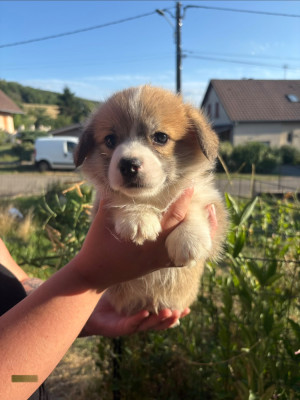 Les chiots de Welsh Corgi Pembroke