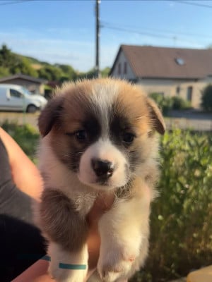 Les chiots de Welsh Corgi Pembroke