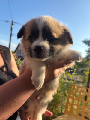 Les chiots de Welsh Corgi Pembroke