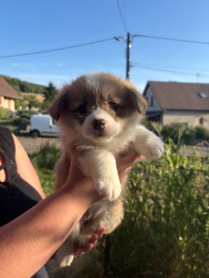 Les chiots de Welsh Corgi Pembroke