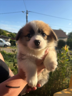 Les chiots de Welsh Corgi Pembroke