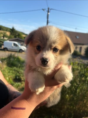 Les chiots de Welsh Corgi Pembroke