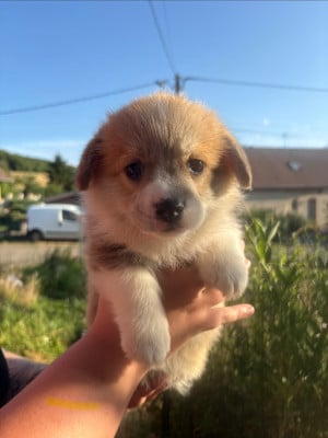 Les chiots de Welsh Corgi Pembroke