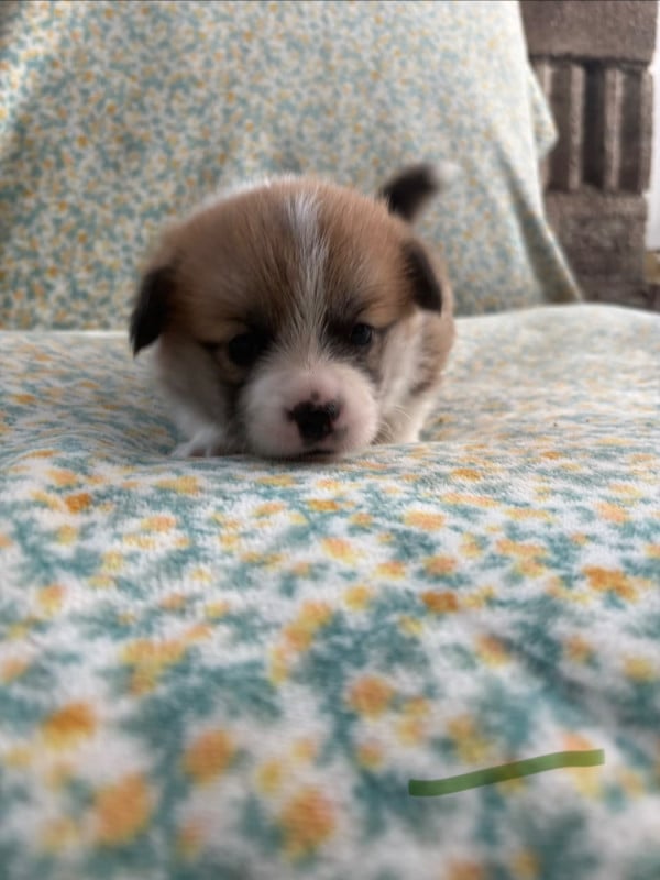 Welsh Corgi Pembroke - (Sans Affixe)