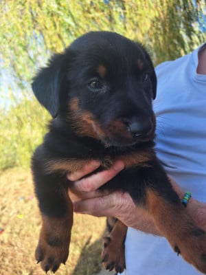 Les chiots de Berger de Beauce