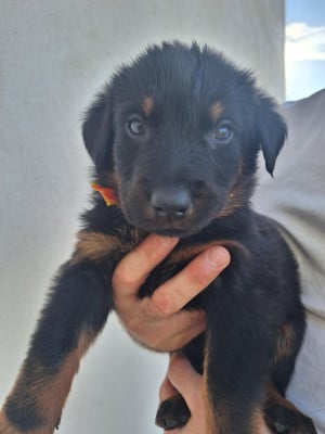 Les chiots de Berger de Beauce