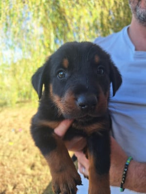 Les chiots de Berger de Beauce