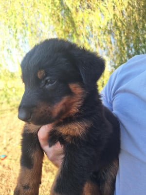 Les chiots de Berger de Beauce