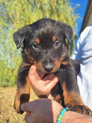 Les chiots de Berger de Beauce