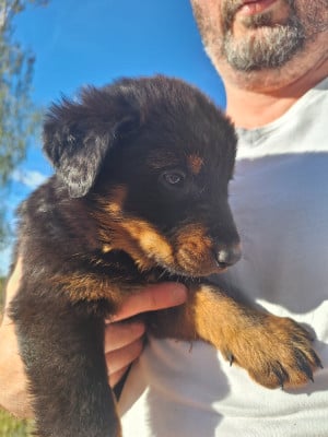 Les chiots de Berger de Beauce