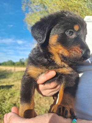 Les chiots de Berger de Beauce