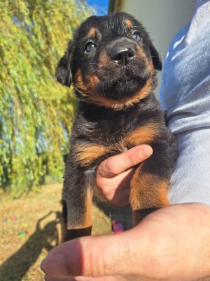 Les chiots de Berger de Beauce