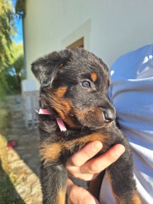 Les chiots de Berger de Beauce