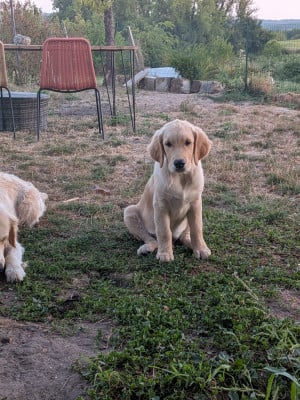 Les chiots de Golden Retriever