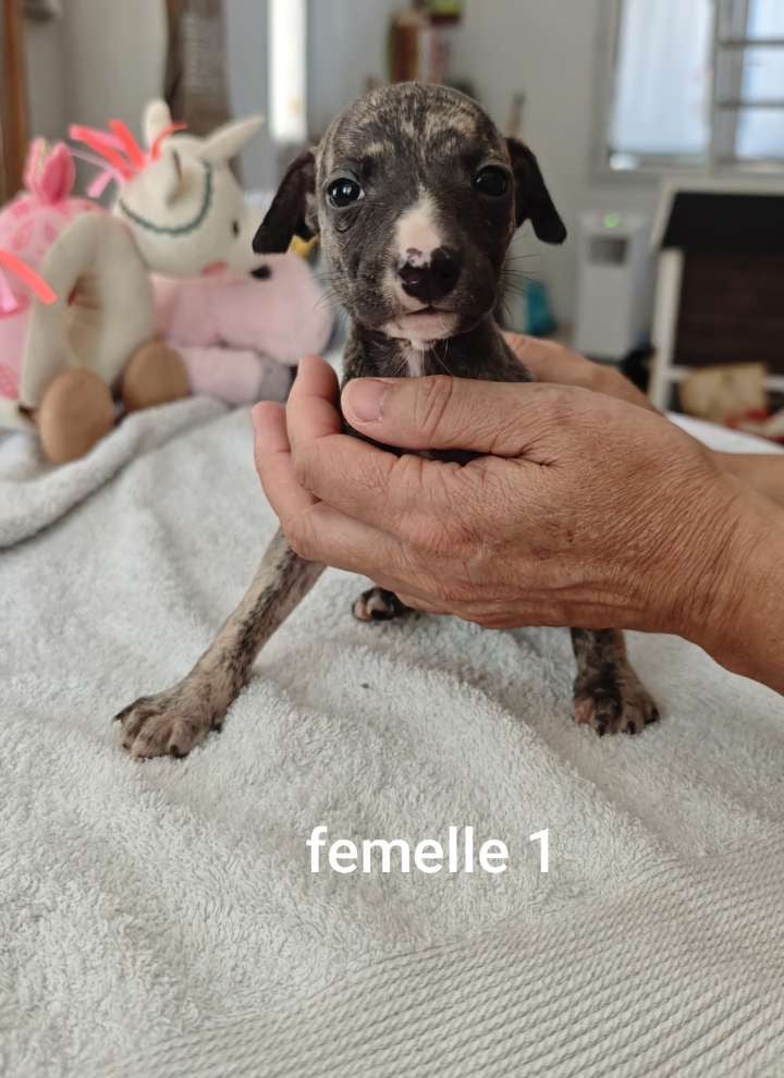 Beauty - Whippet