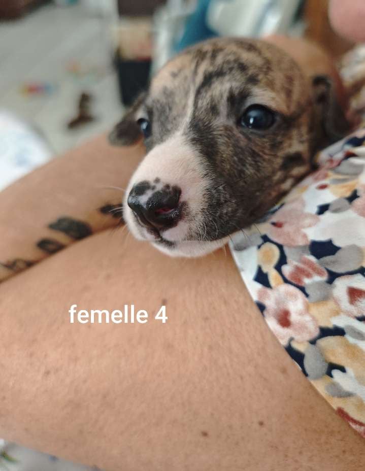 Belleza - Whippet