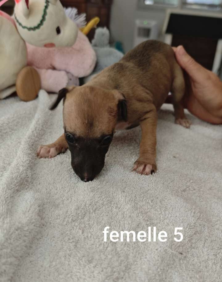 Bree - Whippet