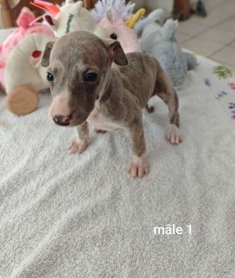 Les chiots de Whippet