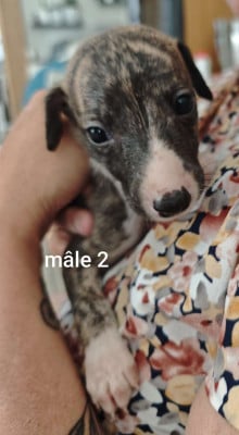 Les chiots de Whippet