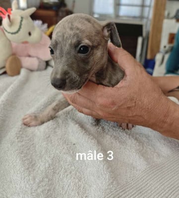 Les chiots de Whippet
