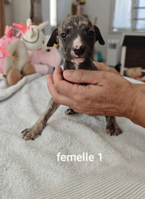 Les chiots de Whippet