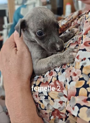 Les chiots de Whippet