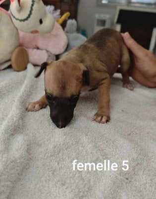 Les chiots de Whippet