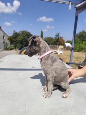 Les chiots de Whippet