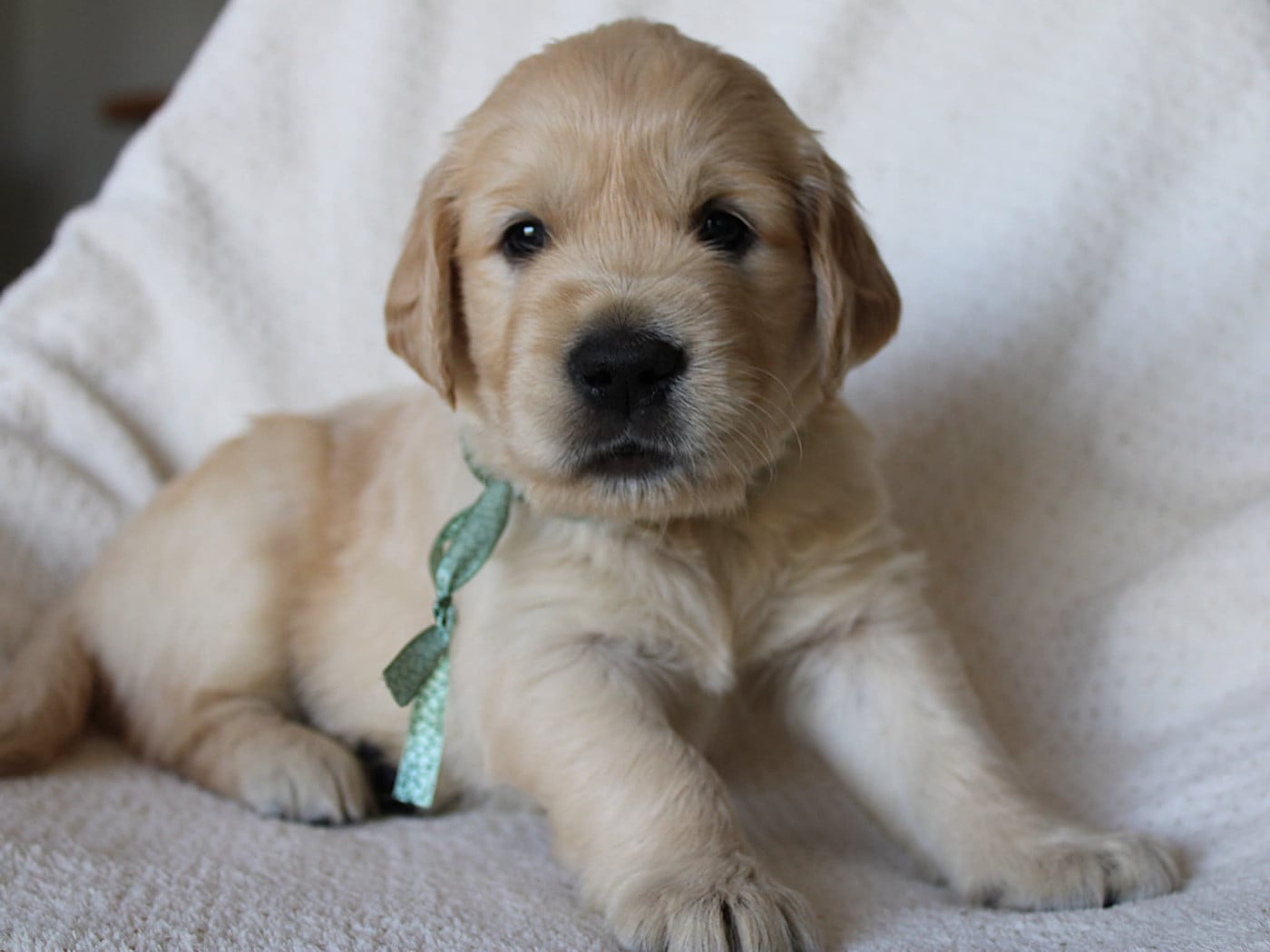Bridgerton - Golden Retriever