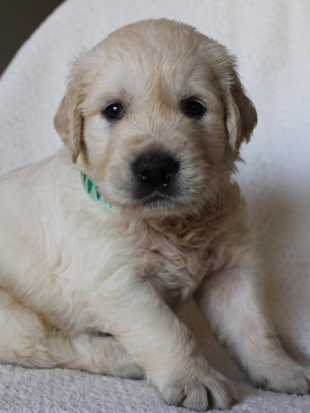 Brimsley - Golden Retriever