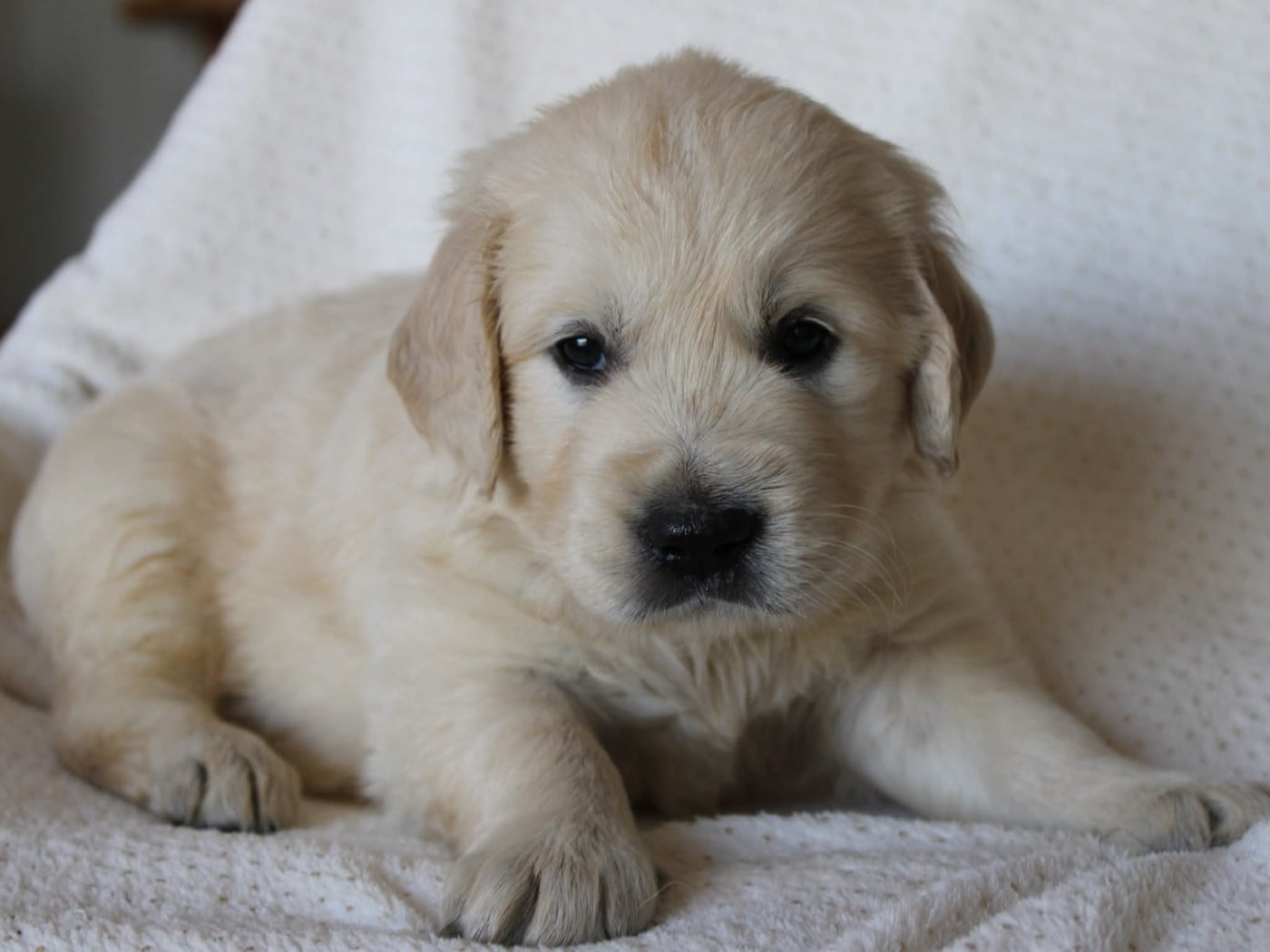 Benedict - Golden Retriever