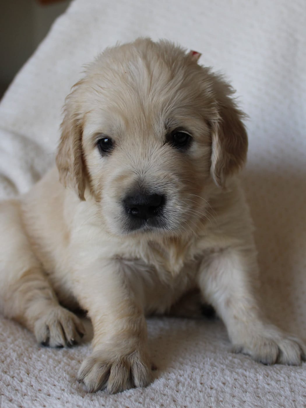 Bridinette - Golden Retriever