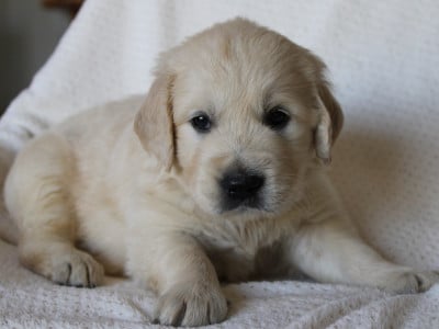 Les chiots de Golden Retriever
