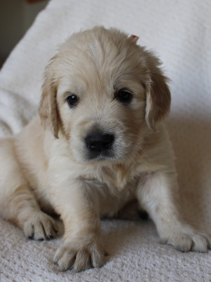 Les chiots de Golden Retriever