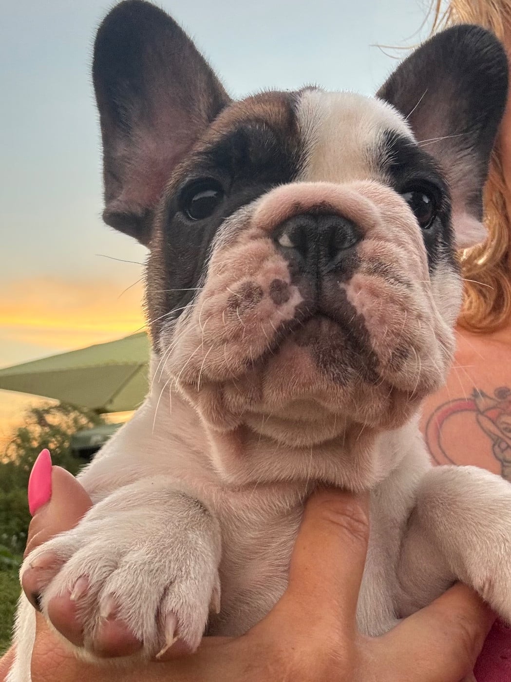 Baloo