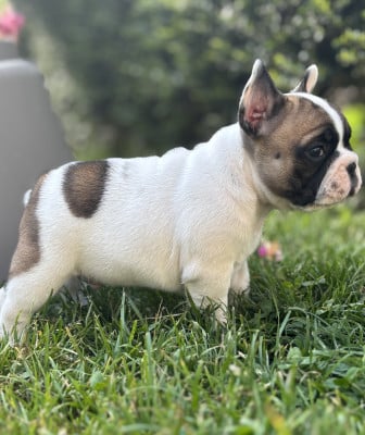 Les chiots de Bouledogue français