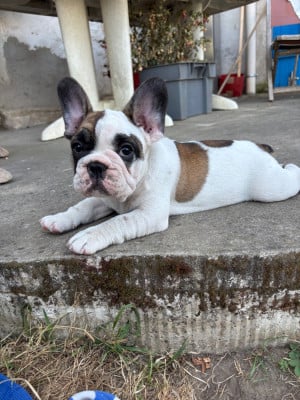 Les chiots de Bouledogue français
