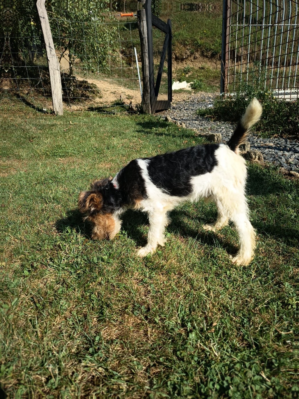 Balou
