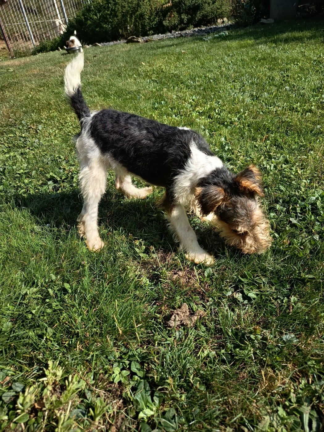 Balou