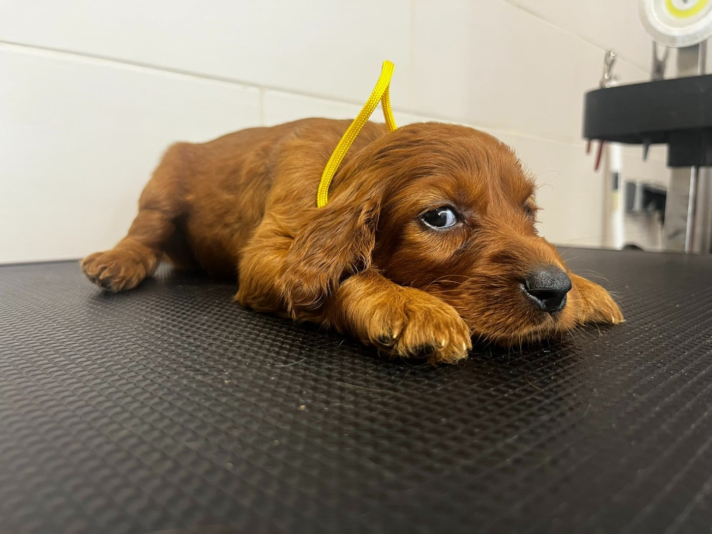 Chiot N°5 - Setter irlandais rouge