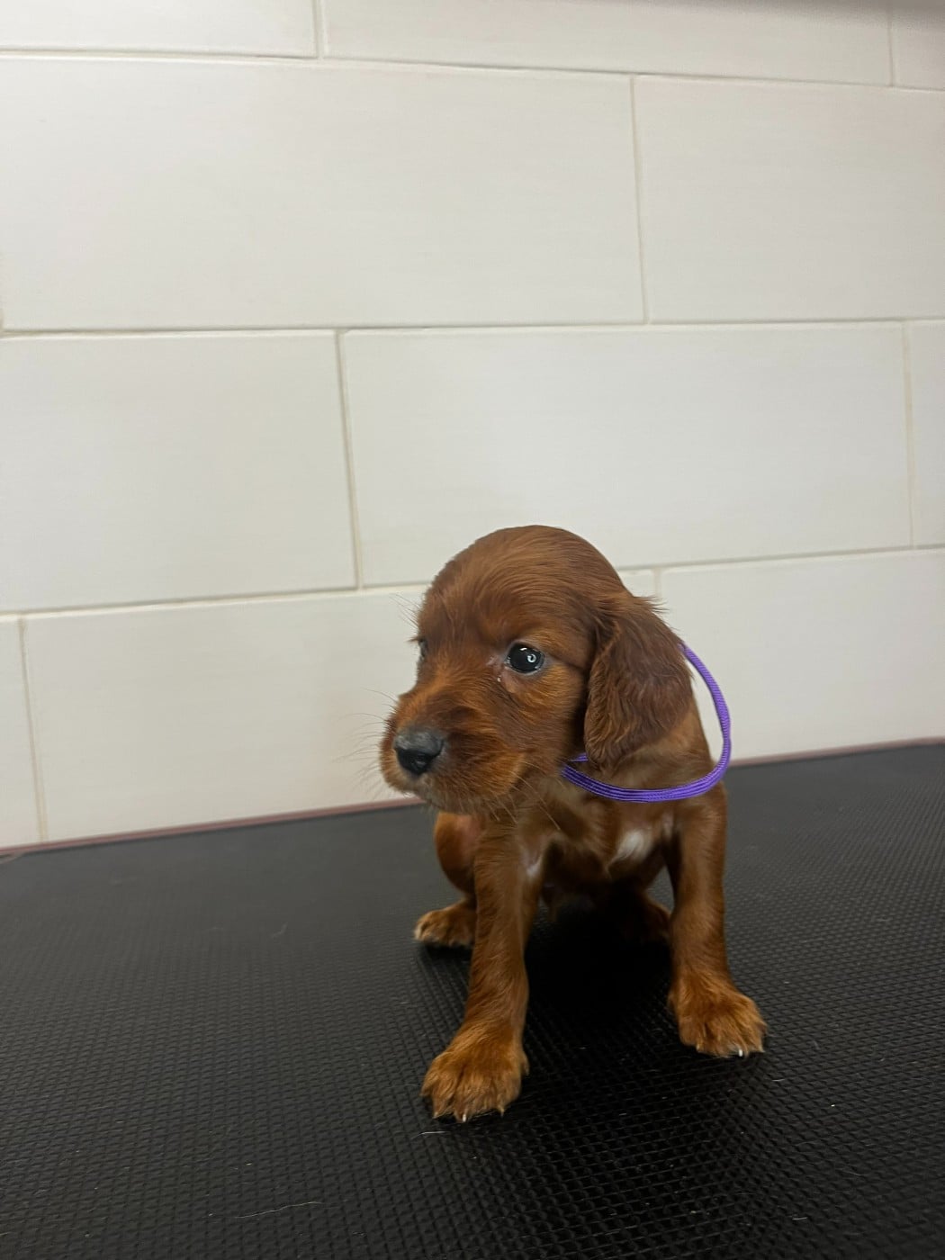 Chiot N°10 - Setter irlandais rouge