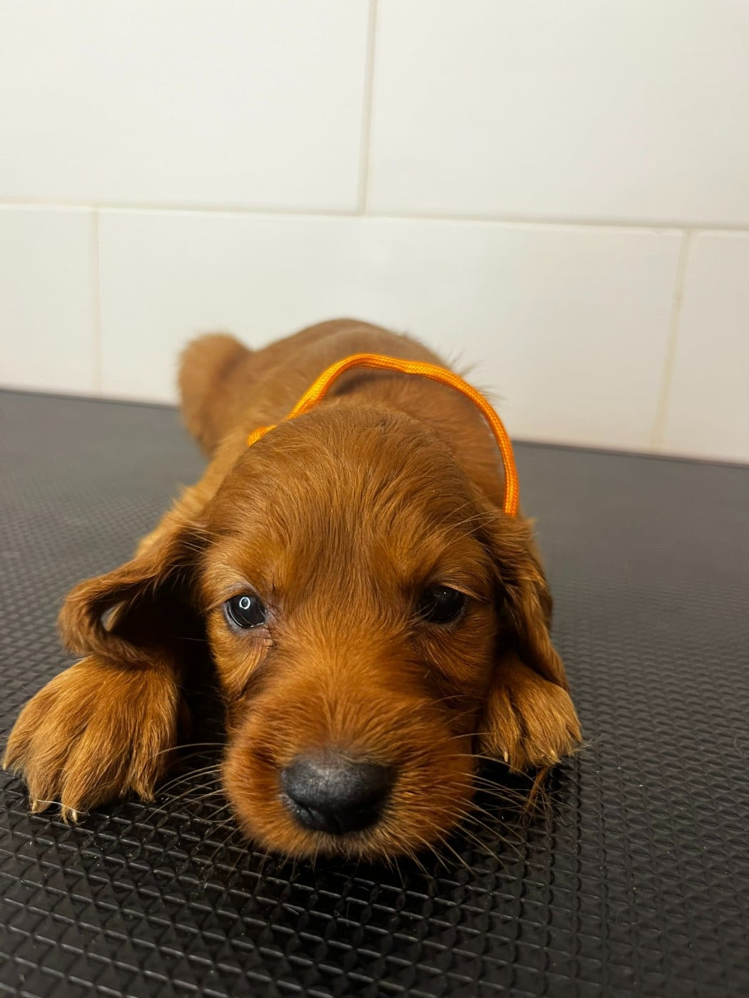 Chiot N°11 - Setter irlandais rouge