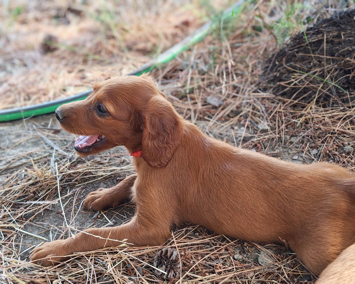 Chiot N°9 - Setter irlandais rouge