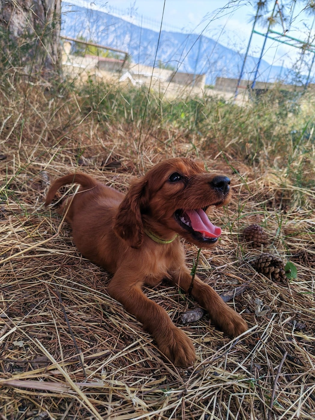 Chiot N°8 - Setter irlandais rouge