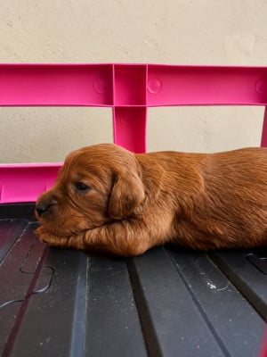 Les chiots de Setter irlandais rouge
