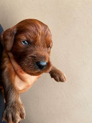 Les chiots de Setter irlandais rouge