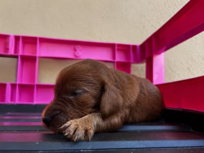 Les chiots de Setter irlandais rouge