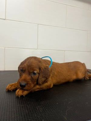 Les chiots de Setter irlandais rouge