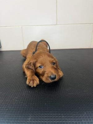 Les chiots de Setter irlandais rouge